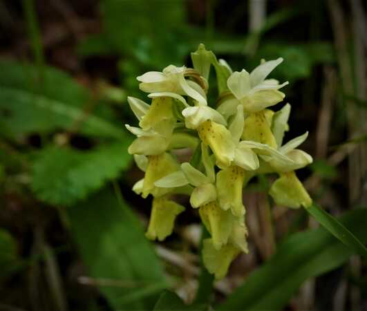 orchidea groppi