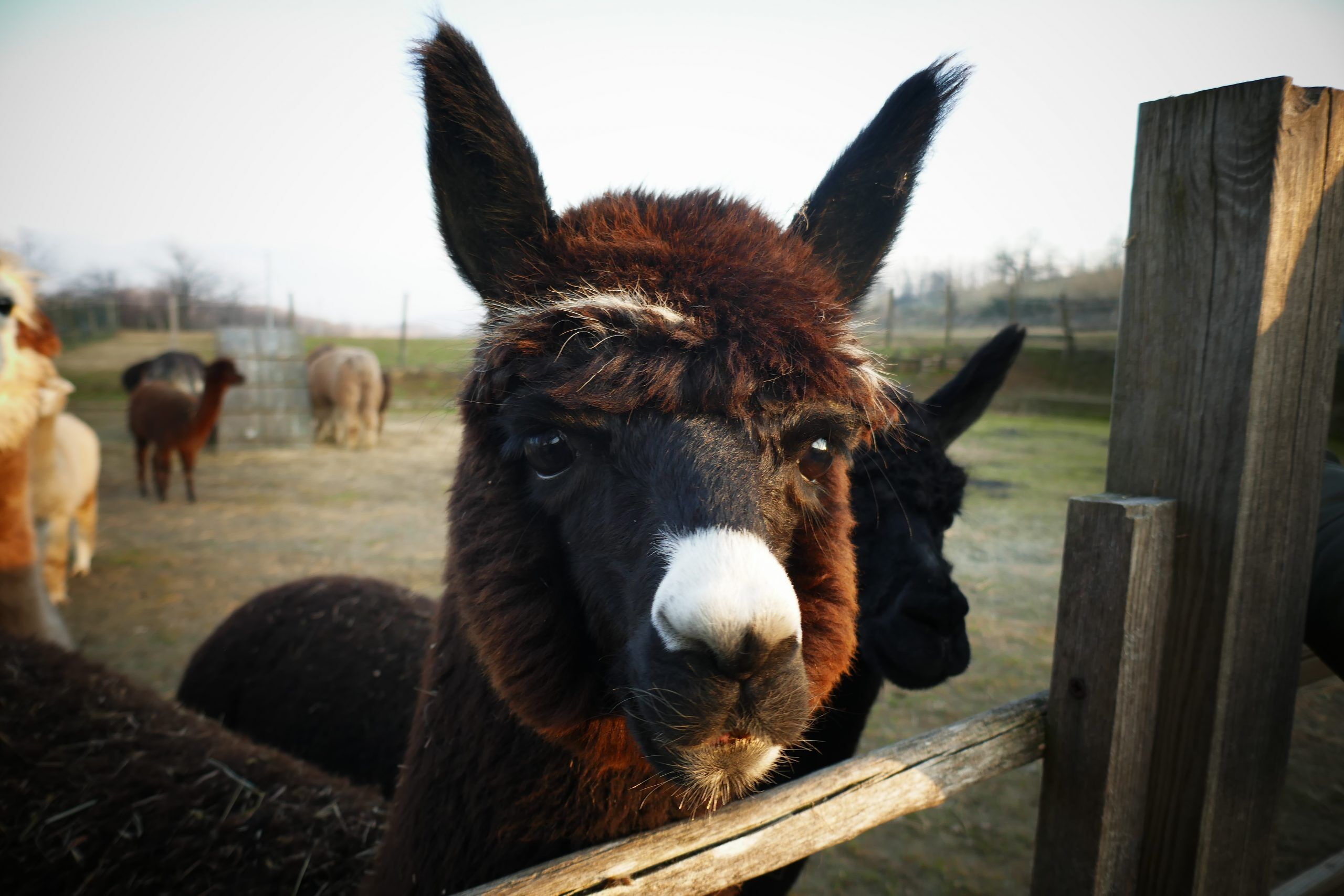 alpaca
